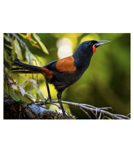 Saddleback, Tieke: Card