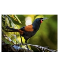 Saddleback, Tieke: Card