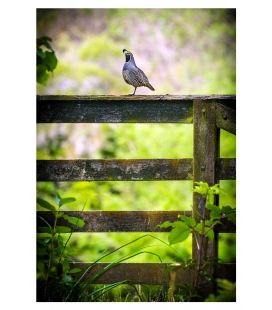 Quail on Gate: Card