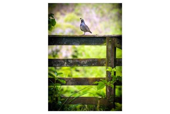 Quail on Gate: Card