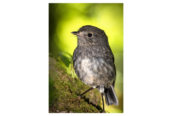 North Island Robin, Toutouwai: Card