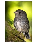 North Island Robin, Toutouwai: Card