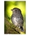 North Island Robin, Toutouwai: Card