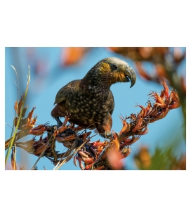 Kaka, the Bush Parrot: Card