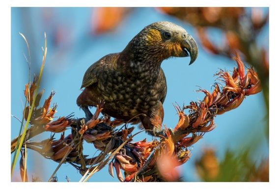 Kaka, the Bush Parrot: Card