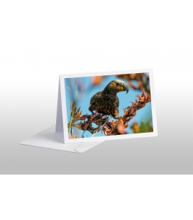 Kaka, the Bush Parrot: Card