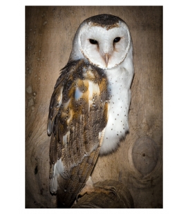 The Barn Owl, New Zealand's newest native: Card