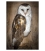 The Barn Owl, New Zealand's newest native: Card