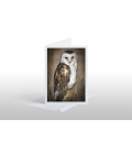 The Barn Owl, New Zealand's newest native: Card