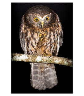Morepork (Ruru) with Weta: Card