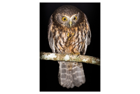 Morepork (Ruru) with Weta: Card