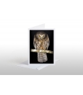 Morepork (Ruru) with Weta: Card