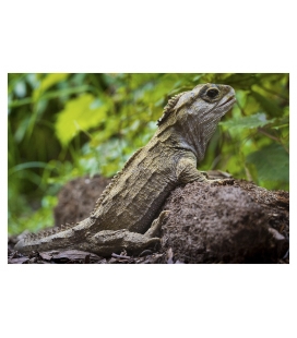 Basking Tuatara: Card