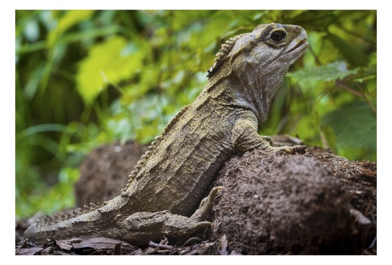 Basking Tuatara: Card