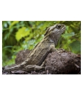 Basking Tuatara: Card