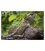 Basking Tuatara: Card