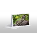 Basking Tuatara: Card