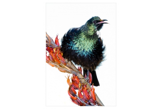 Singing Tui: Card