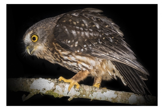 Morepork on tree branch: Card