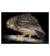 Morepork on tree branch: Card