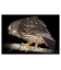Morepork on tree branch: Card