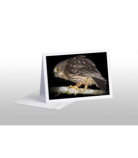Morepork on tree branch: Card