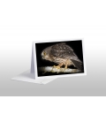 Morepork on tree branch: Card