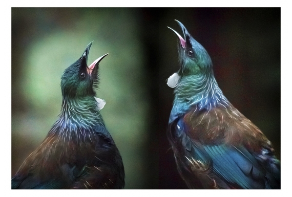 Tui Duet: Card