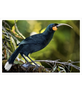 The Magnificent Huis (extinct): Card