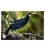 The Magnificent Huia (extinct): Card