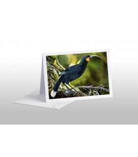 The Magnificent Huis (extinct): Card