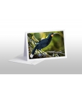The Magnificent Huis (extinct): Card