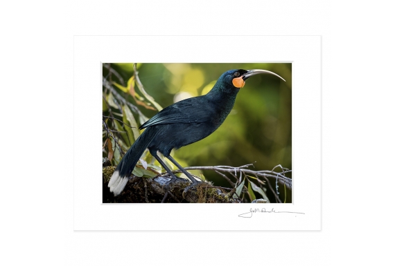 The Magnificent Huia: 6x8 Matted Print