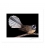 Fantail, Piwakawaka: 6x8 Matted Print