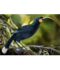 The Magnificent Huia