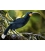 The Magnificent Huia