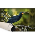 The Magnificent Huia