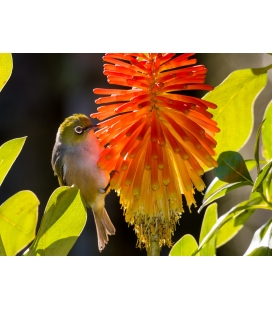 Waxeye on Red Hot Poker - ONE ONLY