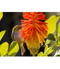 Waxeye on Red Hot Poker