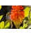 Waxeye on Red Hot Poker - ONE ONLY