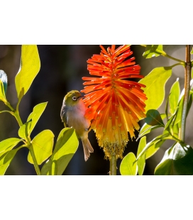 Waxeye on Red Hot Poker