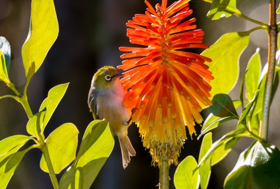 Waxeye on Red Hot Poker