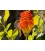 Waxeye on Red Hot Poker