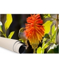 Waxeye on Red Hot Poker