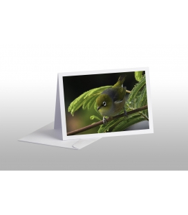 Waxeye on Wattle Card