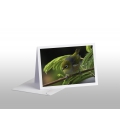 Waxeye on Wattle Card
