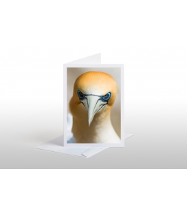 Gannet Gaze: Card