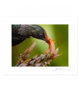 Juvenile Tui feeding: 6x8 Matted Print