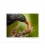 Juvenile Tui feeding: 6x8 Matted Print
