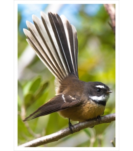 Perching Fantail: Card 